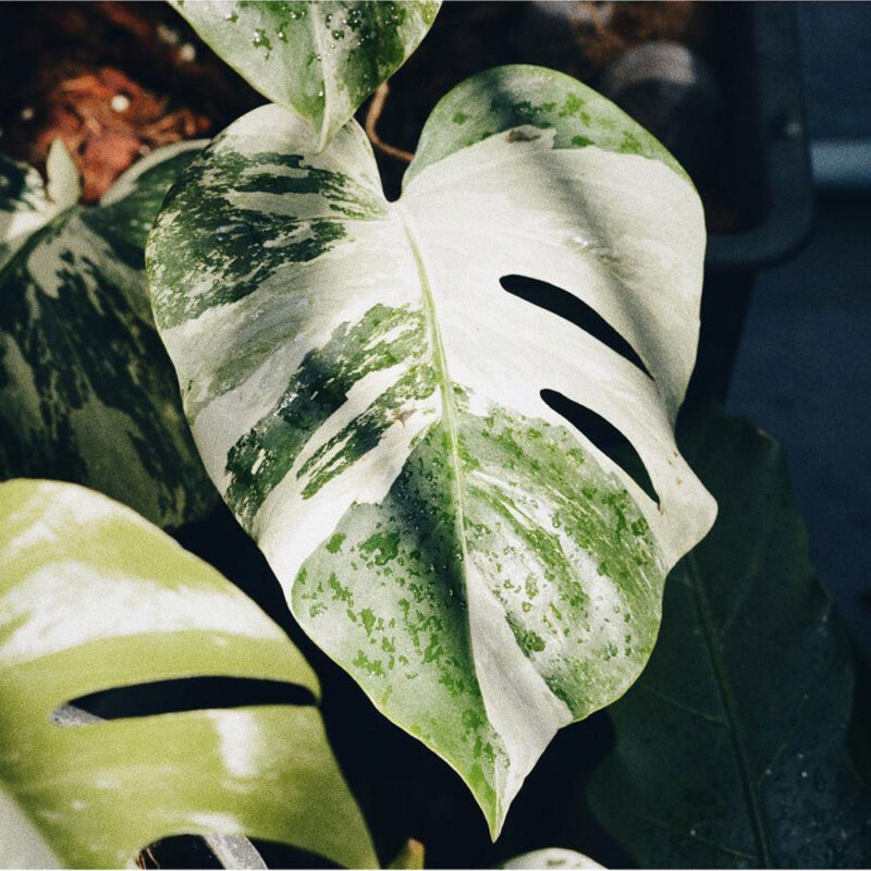 Monstera Borsigiana Albo Variegata