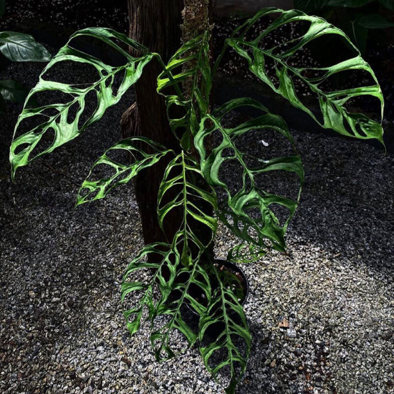 Monstera Obliqua