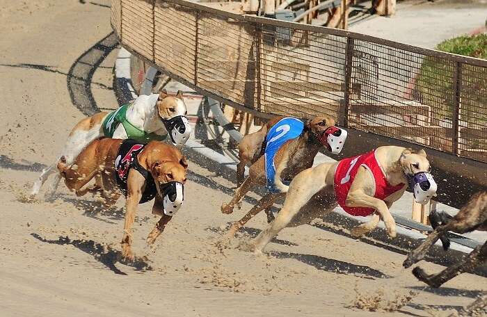 Sanford Orlando Kennel Club