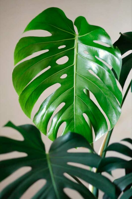 cây trầu bà nam mỹ monstera