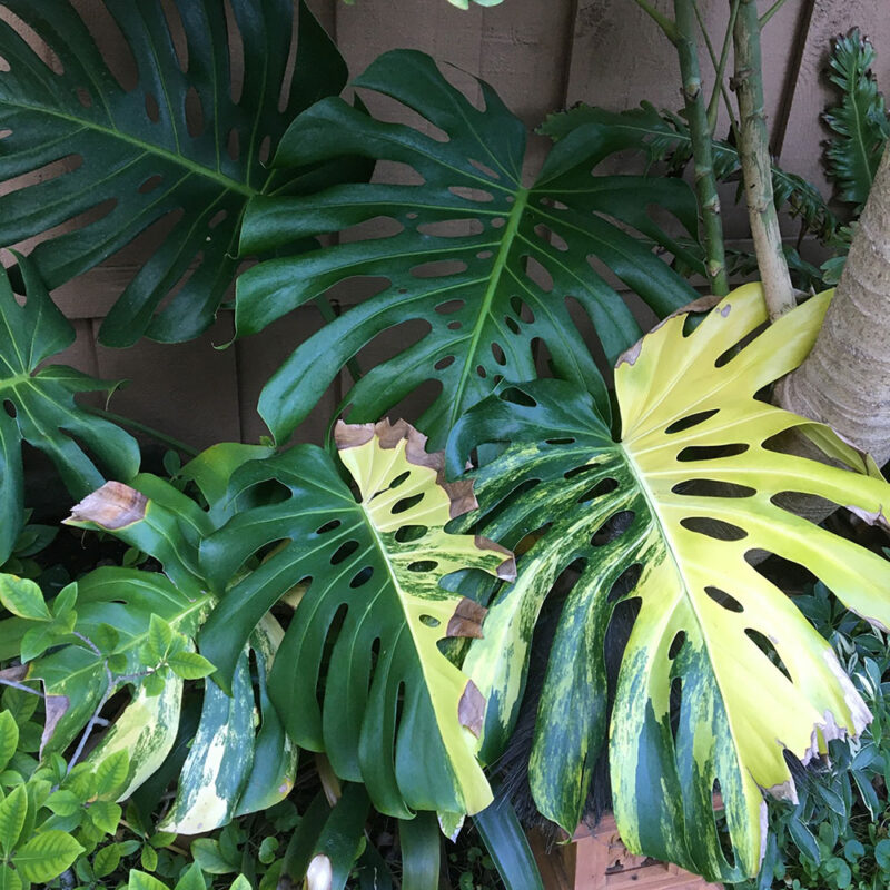 monstera Deliciosa Aurea Variegata