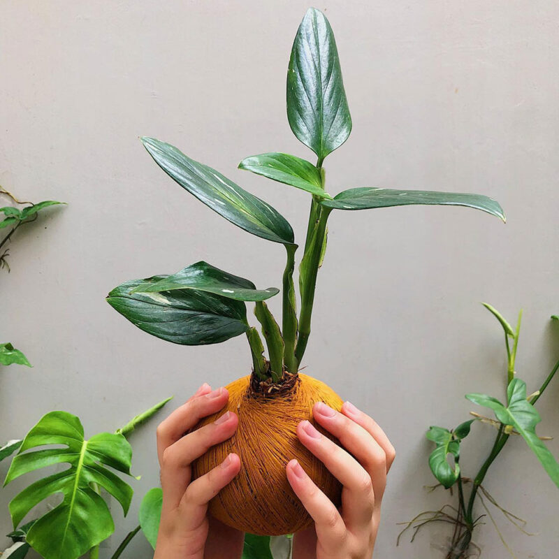 monstera Standleyana