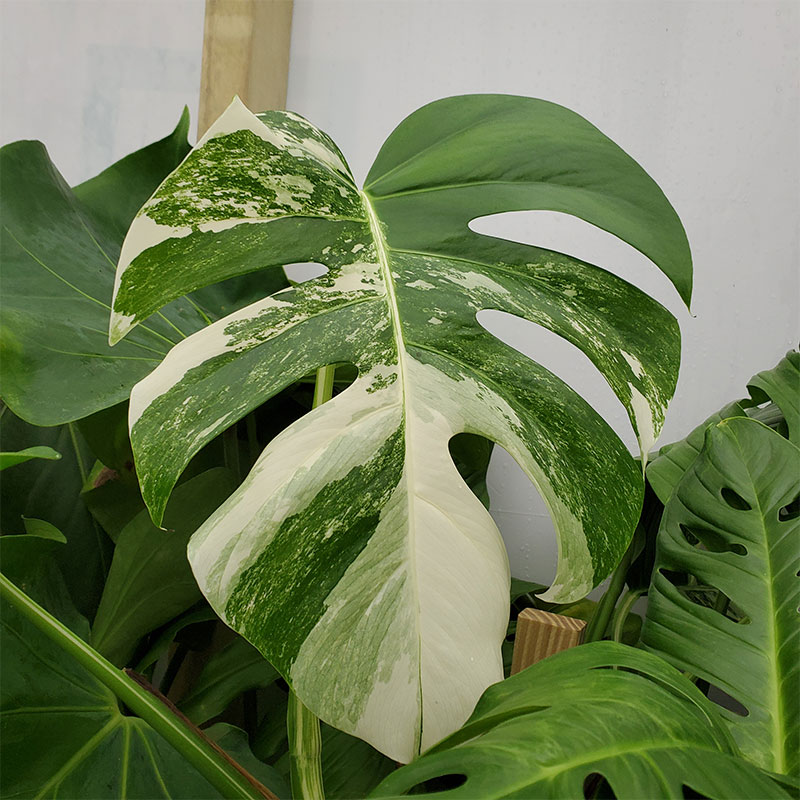 Monstera Borsigiana Mint