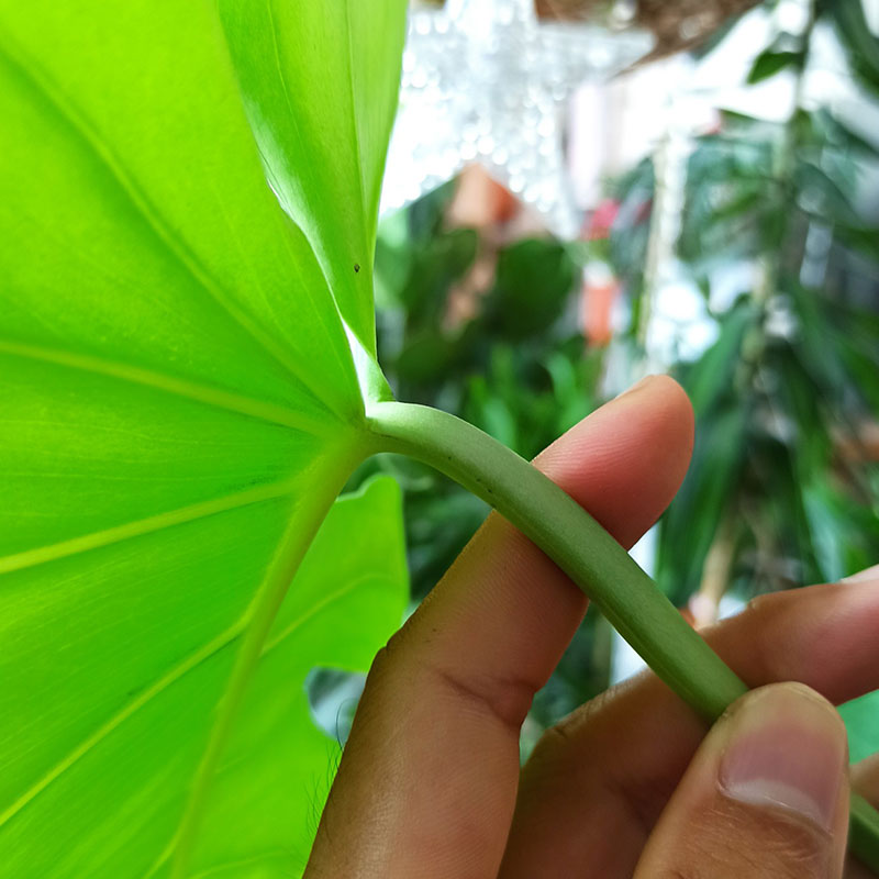 Monstera Deliciosa var. Borsigiana