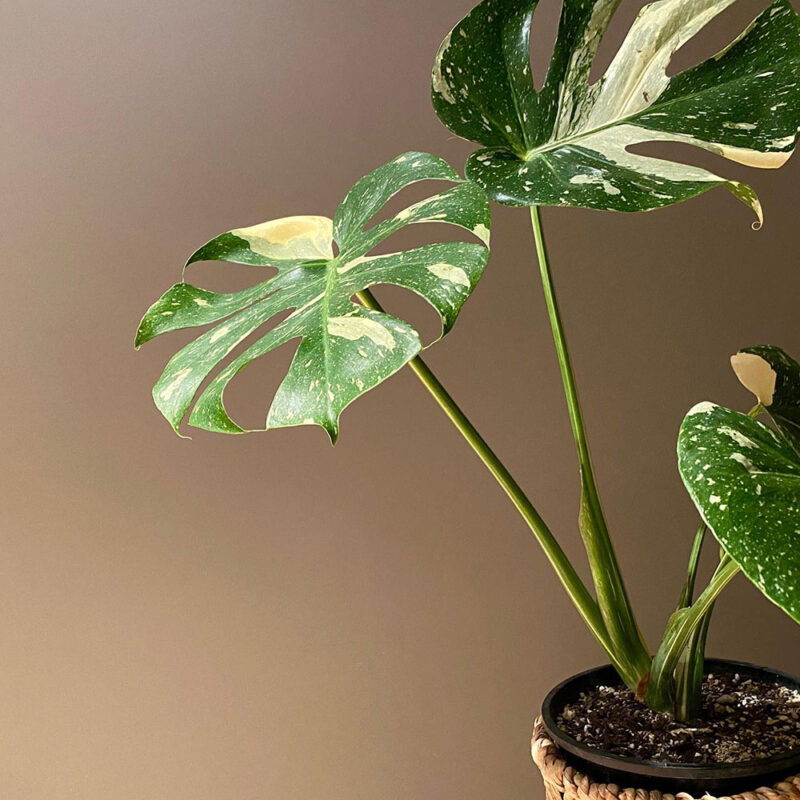 cây monstera