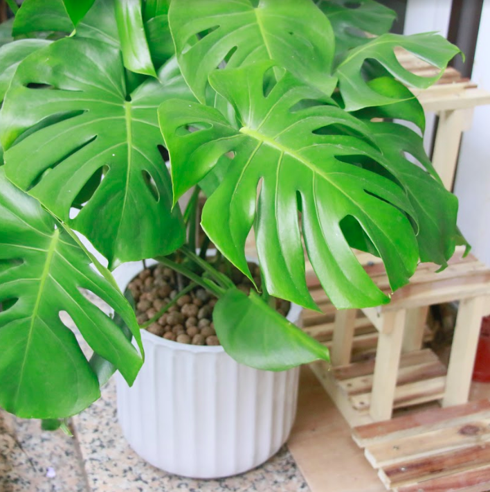 Monstera Deliciosa - loại trầu bà lá xẻ trồng trong nhà được yêu thích nhất