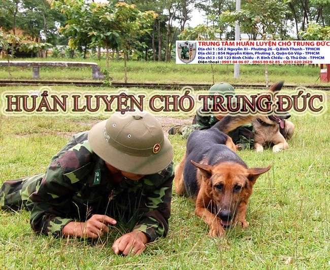 Trung tâm huấn luyện chó Trung Đức