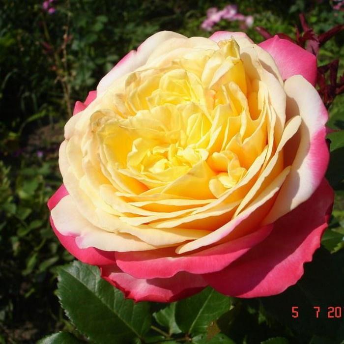 Hoa hồng Đức Kordes Jubilee