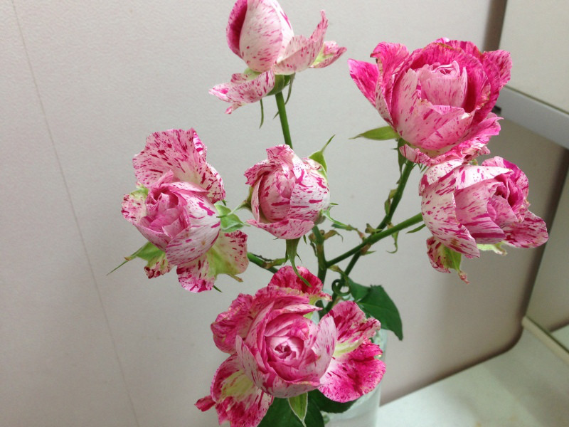 Hoa hồng Nhật Lady Candle