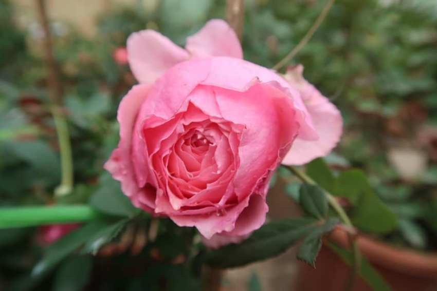 Hoa hồng ngoại Lady Heirloom