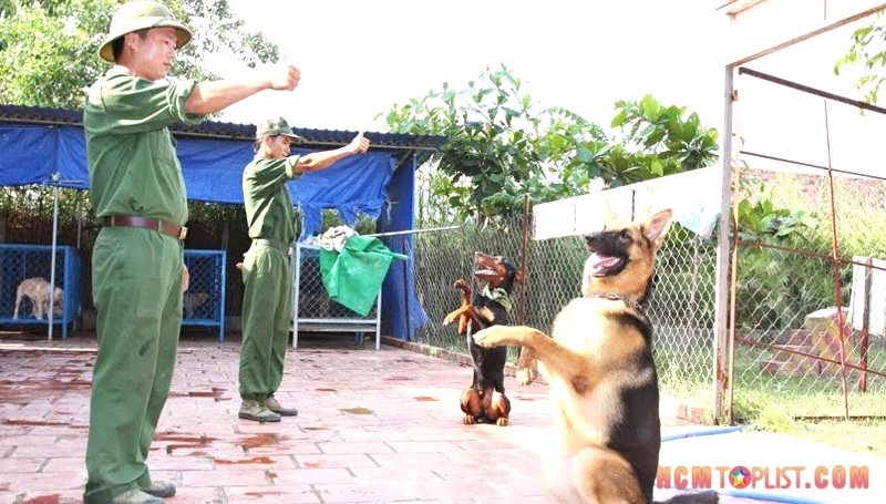 Trung tâm huấn luyện chó Saigon Dog 