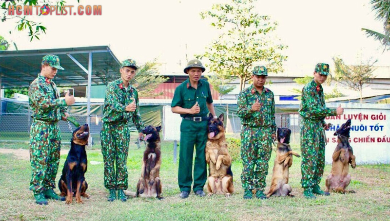 rung tâm huấn luyện chó Saigon DTC