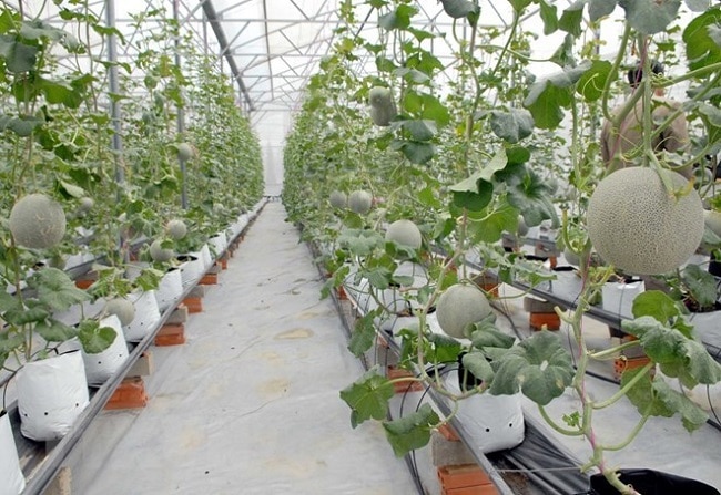 Nông Nghiệp Phố là Top 10 địa chỉ bán đất sạch trồng rau đảm bảo nhất ở TP. Hồ Chí Minh