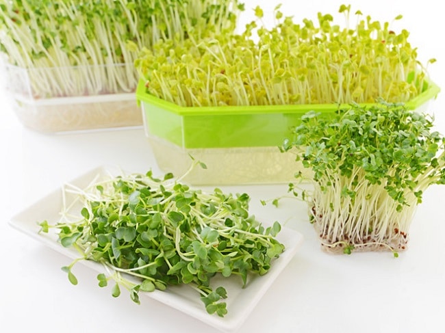 Minh châu là Top 10 địa chỉ bán đất sạch trồng rau đảm bảo nhất ở TP. Hồ Chí Minh